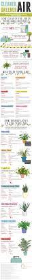 The Low Maintenance Houseplants That Fight Hidden Air Pollution Air Cleaning Plants Air Pollution Plants