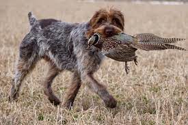 Wirehaired pointing griffon dog breeders, roosters griffons, michigan, greencastle kennel, powder river, stone ridge kennel, wirehaired pointing daehlers wirehaired pointing griffons dennis & deanna daehler po box 105 afton wi 53501 phone: Wirehaired Pointing Griffon Puppies For Sale Petfinder