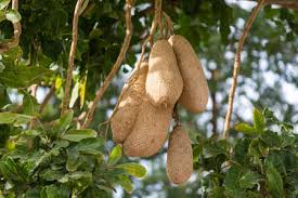 Unfortunately, even such a delicious name doesn't make this fruits edible. Branch Of Kigelia Pinnata Or African Sausage Tree With Not Edible Stock Photo Picture And Royalty Free Image Image 113785227