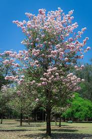 Image result for Handroanthus sp. near impetiginosus