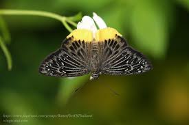 Image result for Trichoneura