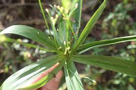 Image result for Cyperus ajax