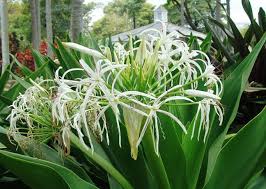 Bawang bombay, bawang merah, bawang putih, bunga bakung, bunga tulip. Bunga Bakung Atau Bunga Lili Jual Bibit Pohon Dan Tanaman
