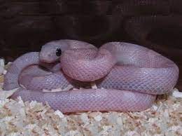 24 Beautiful Corn Snake Morphs Colors And Prices With Pictures Exopetguides