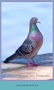 Laughing Turtle Dove Animal Kindom Animals Pigeon