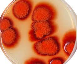Monascus is a genus of mold. Curahan Ilmu Monascus Purpureus