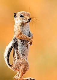 Where do squirrels live in arizona? Antelope Squirrel Wikipedia