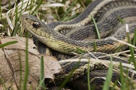Since garter snakes like to show up in people's gardens, people began to refer to the snakes as garden snakes. How To Prevent Snakes On Your Property Terminix Snake Keep Snakes Away Komodo Dragon