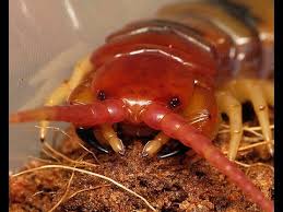 We did not find results for: This Bug Must Die Texas Redheaded Centipede Youtube
