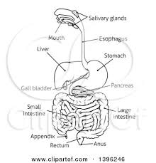 Gallbladder anatomy isolated on white background, human. Black And White Digestive Tract Diagram Labeled With Text Posters Art Prints By Interior Wall Decor 1396246