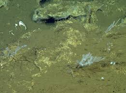 Image result for Eriosema monticola