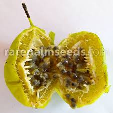 Image result for Passiflora subpeltata