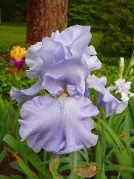 Bearded irises are one of the showiest flowers in the spring garden, and they are also one of the easiest to propagate and transplant—though you won't want to try it while a bearded iris is in bloom. Photo Of Tall Bearded Iris Iris Monet S Blue Uploaded By Lestv Bearded Iris Bloom Iris