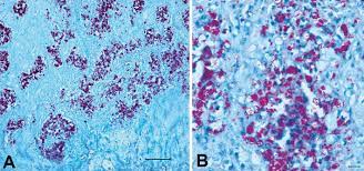 Outbreak of Avian Tuberculosis in Commercial Domestic Pekin Ducks (Anas  platyrhynchos domestica)