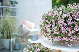Check spelling or type a new query. Easy Plants To Grow In Pots Hgtv