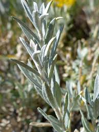 Image result for Heterotis canescens