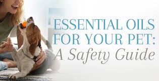 Some of the most calming essential oils for cats are lavender and sweet orange. Pet Friendly Essential Oils Widely Used Oils For Common House Pets