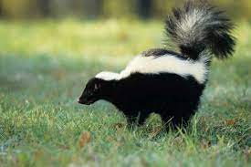 Check spelling or type a new query. How To Get Rid Of Skunk Smell From Your Dog House Clothes