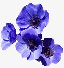 When autocomplete results are available use up and down arrows to review and enter to select. Purple Flower Png Image Purple Flowers Transparent Background 1200x1195 Png Download Pngkit