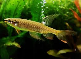 Fish That Lay Eggs Out Of The Water Freshwater Species Of The Week Fish Aquarium Fish Tropical Aquarium