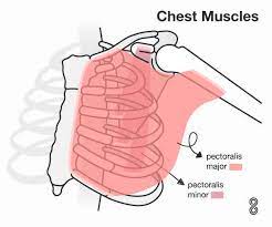 Check spelling or type a new query. Chest Workout At Home With And Without Equipment 8fit