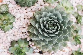 They are commonly called houseleeks and grow well indoors and out, in plant care in the south will focus on providing adequate moisture during the hottest, driest periods of the summer. Hens And Chicks Plant Care Growing Guide