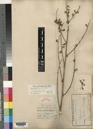 Image result for Neorautanenia mitis