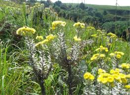 Image result for Helichrysum kirkii