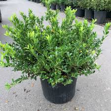 Image result for Hippocratea crenata