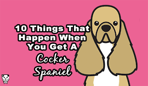 10 Things That Happen When You Get A Cocker Spaniel