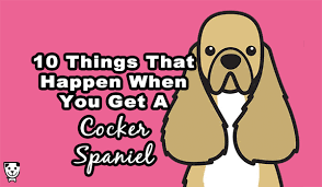 10 things that happen when you get a cocker spaniel