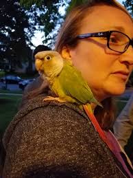Forster's tern Galloway NJ 4.18.25