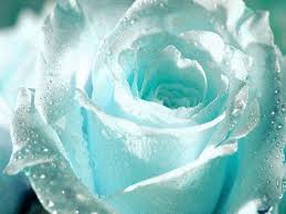 Black And Sky Blue Flowers Amor De Cada Dia Light Blue Roses Flower Seeds Blue Roses