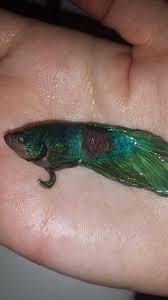 I Found My Sweet Betta Dead When I Got Home From Work Tonight I Have A Pic And A Few Questions Aquariums