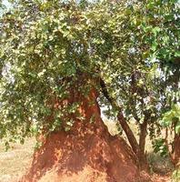 Image result for Bridelia micrantha