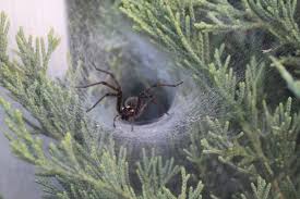 Spider Facts And Information For Children Spiders For Kids