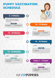 These prices are only an average, prices may vary depending on where you living and the vet clinic. Vaccination Schedule For A Healthy Puppy Vip Puppies