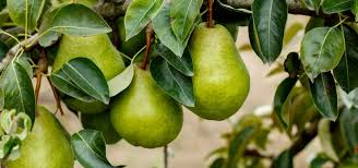 Check spelling or type a new query. When To Plant Fruit Trees In Australia All Green