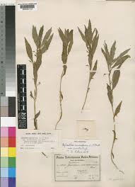 Image result for Afrohybanthus enneaspermus