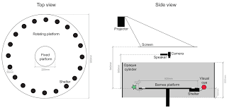 10 072 просмотра 10 тыс. A Behavioral Assay For Investigating The Role Of Spatial Memory During Instinctive Defense In Mice Protocol