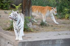 Tigers are apex predators in their home and can hunt just about anything. White Tiger Zoo Carnivorous Tiger Animal Wild Teeth Roar Piqsels