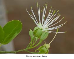 Image result for Maerua