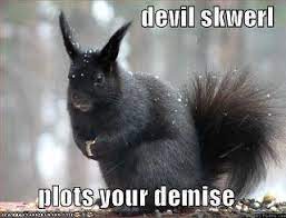 Bad Day In The Life Of A Squirrel Funny Squirrel Pictures Squirrel Funny Black Squirrel