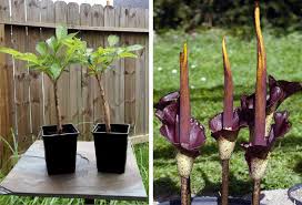 The towering devil's tongue, also known as a voodoo lily or amorphophallus konjac, is native to tropical indonesia and has the dubious distinction of being one of the smelliest plants on earth. Aroid Devil S Tongue Voodoo Lily Amorphophallus Rivieri Var Konjac 1 Live Plant