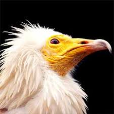 Bird watching travel guide