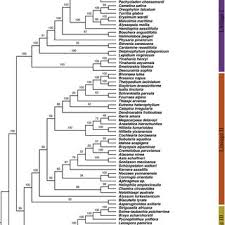 Image result for Oreophyton