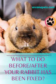 What To Do Before After Your Rabbits Has Been Fixed Rabbit Bunny Care Pet Bunny