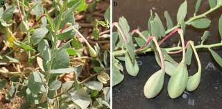 Image result for Capparis fascicularis