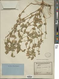 Image result for Dicliptera verticillata