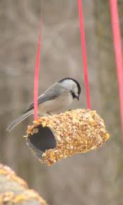 Best Bird Feeders For Small Birds Only Don T Forget The Birds 5 Diy Bird Feeders Pinterest Crafts For Kids Paper Roll Crafts Toilet Paper Roll Crafts
